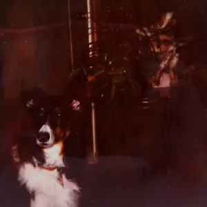 Vintage Polaroid Photo Dog Plant Dark Lighting Retro Cute Pet Found Art Snapshot - Picture 1 of 5