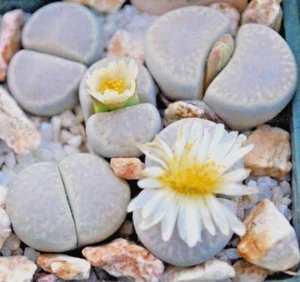 Semillas Lithops amicorum TS67, C410 MG1541.983 20 20 piezas - Imagen 1 de 1