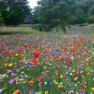 5 kg Wild Flower Habitat Seed Mixes 100% UK  Wildflower Bulk Garden Pure bee