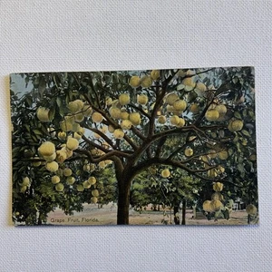 Cartolina Uva Frutta, Florida pubblicata 1909 - Foto 1 di 6