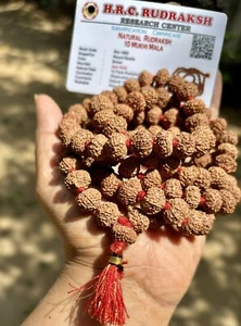 LAB CERTIFIED Rare 10 Mukhi RUDRAKSHA Rudraksh Mala ROSARY 108+1 Prayer Beads - Picture 1 of 9