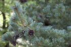 Pinus parviflora 'Glauca' Japanische Weißkiefer mB 70-80, Winterhart