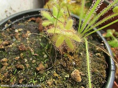 Drosera Hilaris - Carnivorous Plant - Very Rare - 10 Seeds • 7.75€