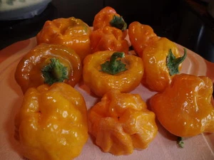 5 chiles whisky gorro amarillo HOT HOT semillas, semillas, pimientos semillas de chile - Imagen 1 de 3
