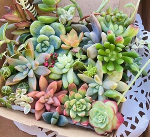 SUCCULENT Cuttings Echeveria Crassula Tradescantia Pachyphytum String Sedum - Picture 1 of 12