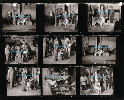 JEFFS COLLIE PHOTO #44 Lassie TV 1956 CBS CONTACT PRINT SHEET Orig, TOMMY RETTIG - Image 1 of 2