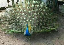 New Listing2 Indian Blue Peacock Peafowl Eggs For Hatching Phf02-633- Laying Now!
