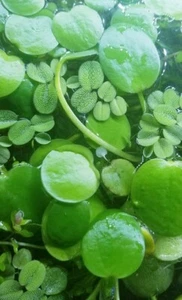 15 Amazon Frogbit PLUS 20 Salvinia Minima - Live Aquarium or Pond Plant - Picture 1 of 2