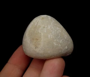 EQUINOIDE FÓSIL (ERIZO DE MAR) Echinocorys cónico -- Cretácico --- POLONIA /pf985 - Imagen 1 de 16