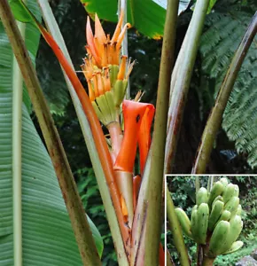๐ Musa Aurantiaca Var. Jengingensis 5 Seeds, Rare Dwarf Ornamental Banana ๐ - Picture 1 of 2