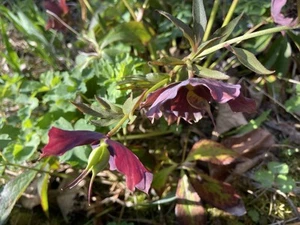 3 Stück Christrosen Diverse Farben möglich Jungpflanzen Farbe Unbestimmbar - Bild 1 von 6