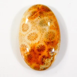 Piedra preciosa fosilizada cabujón ovalado coral raíz fósil natural superior de 30 quilates BH = 0271 - Imagen 1 de 7