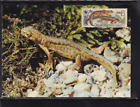 Cssr 3010 Maxi Card Wwf 1989 Molch Newt Naturschutz Wild Life Karte  Carte