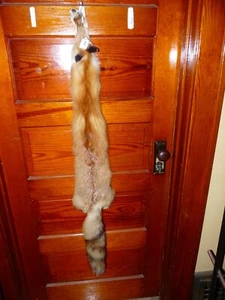 ENORME HERMOSO ZORRO ROJO CURTIDO PIEL PIEL PIEL TAXIDERMIA F2 HOMBRE CUEVA CABAÑA DE TRONCOS ADORNO - Imagen 1 de 4