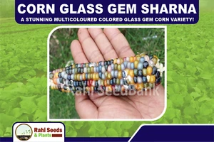 Corn Glass Gem Sharna - A Stunning Multicoloured Colored Glass Gem Corn Variety! - Picture 1 of 7