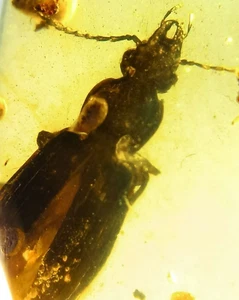 Burmite Fossil Cretaceous amber beetle insect Burmese amber Fossil Myanmar - Picture 1 of 8
