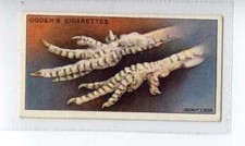 (Jf8059) OGDENS,POULTRY REARING & MANAGEMENT 1ST,SCALY LEGS,1922,#18