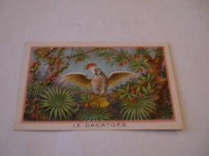 CHROMO IMAGE LE CACATOES - Bild 1 von 1