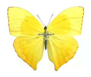 Unmounted Butterfly/Pieridae - Phoebis neocypris rurina, male, Peru - Imagen 1 de 1