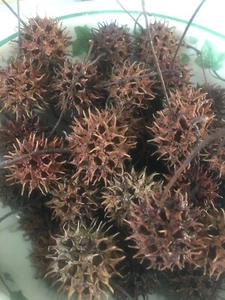 Witch's Burr 50 piezas. Bolas vainas de semillas de goma dulce NC 2025 protección contra raíces - Imagen 1 de 14