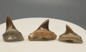 3 fósiles Alopias hermani - Dientes de tiburón trilladora extintos - Eoceno, Kazajstán - Imagen 1 de 2