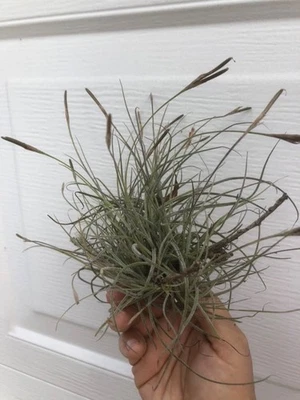 5 球苔藓 Tillandsia Recurvata 集群 ~ 免运费 — 第 1/4 张图片