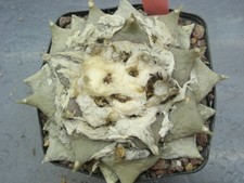 ariocarpus retusus