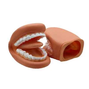 1 Juego Modelo Dental Poderoso Boca Mano Marioneta Lengua Para Logopedia Dentista - Imagen 1 de 11