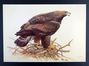 Vintage Bird Print GOLDEN EAGLE by J. Fenwick Lansdowne 14x10 in. - Picture 1 of 3