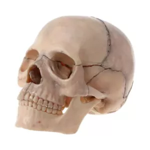 15pcs/set 4D Disassembled Skull Anatomical Model Detachable Medical Teaching Too - Bild 1 von 8