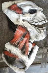 Skull Mask With Skeleton Neck Full Mask Adult Halloween Costume Dress Up Gross - Picture 1 of 4