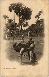 CPA AK SENEGAL Dressage Difficile - Man with an Ostrich (1060787) - Imagen 1 de 2