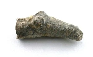 1 1/2 x 1/2 Inch Turbophylum Horn Coral Fossil Specimen Millard County Utah CS35 - Picture 1 of 3