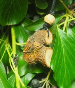 Avalon Mistletoe Wood Pendant - For Love - On a cord - Pagan, Witchcraft, Wicca - Picture 1 of 6