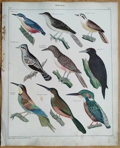 Vögel Eisvogel Specht - Oken Großer Originaldruck Koloriert  Folio - 1843 - Picture 1 of 2
