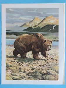 Impresión original vintage 1964: oso pardo del sur de Alaska Douglas Allen 10"x12" - Imagen 1 de 2