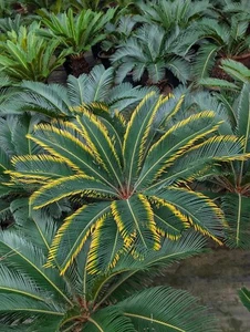 Cycas Revoluta "Kinkan" (Amazing plant !!!!) - Imagen 1 de 3