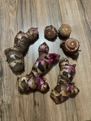 Canna Lily 3 Bulbs large Size Red Flowers Purple Leaves & 3 Elephant Ear Bulbs - Image 1 of 4