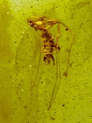Fossil amber Insect burmite Burmese Cretaceous Unknown Insect Myanmar - Image 1 of 4