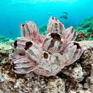 Natural Pink Purple Barnacle Cluster Natural Fossil Seashell - Picture 1 of 6