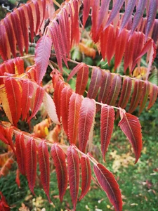 RHUS TYPHINA, Staghorn Sumac, fern like, hardy shrub, red autumn colours, - Picture 1 of 5