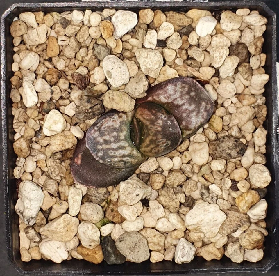 HW193	Haworthia bronze sparrow, Phyto available - Imagen 1 de 1