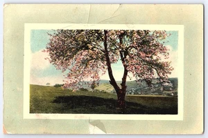 1911 Cherry Blossom Tree Scenic Landscape Vintage Postcard Germany JWS 1107 - Picture 1 of 2