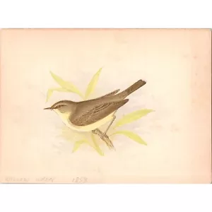 WILLOW WREN ~ Original Antique 1853 Chromolithograph Bird Print ~ London - Picture 1 of 1