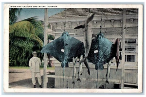 1929 Ansicht von Whip Ray gefangen vor Miami Florida FL Vintage Postkarte - Bild 1 von 2