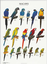 VAN KEULEN Bird Color / Varieties / Mutations A4 Laminated Poster - MACAWS 1