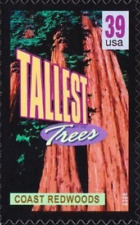 US #4063 MNH 2006 Coast redwoods tallest trees  [Mi4108 YT3811]