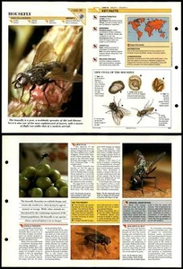 Housefly #38 Insects Wildlife Fact File Fold-Out Card - Picture 1 of 1