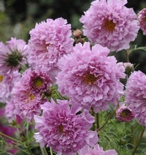 Cosmos - Double Click Rose Bon Bon - 20 Seeds