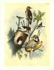 ORNITHOLOGY BIRDS RED-HEADED WOODPECKER WHITE-BREASTED BLACK-CAPPED NUTHATCH